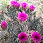 Desert cactus in bloom!