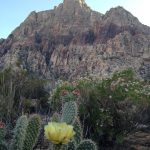 Mount Wilson with cactus blooms at sunset.
