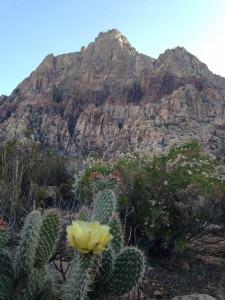 Mount Wilson with cactus blooms at sunset.