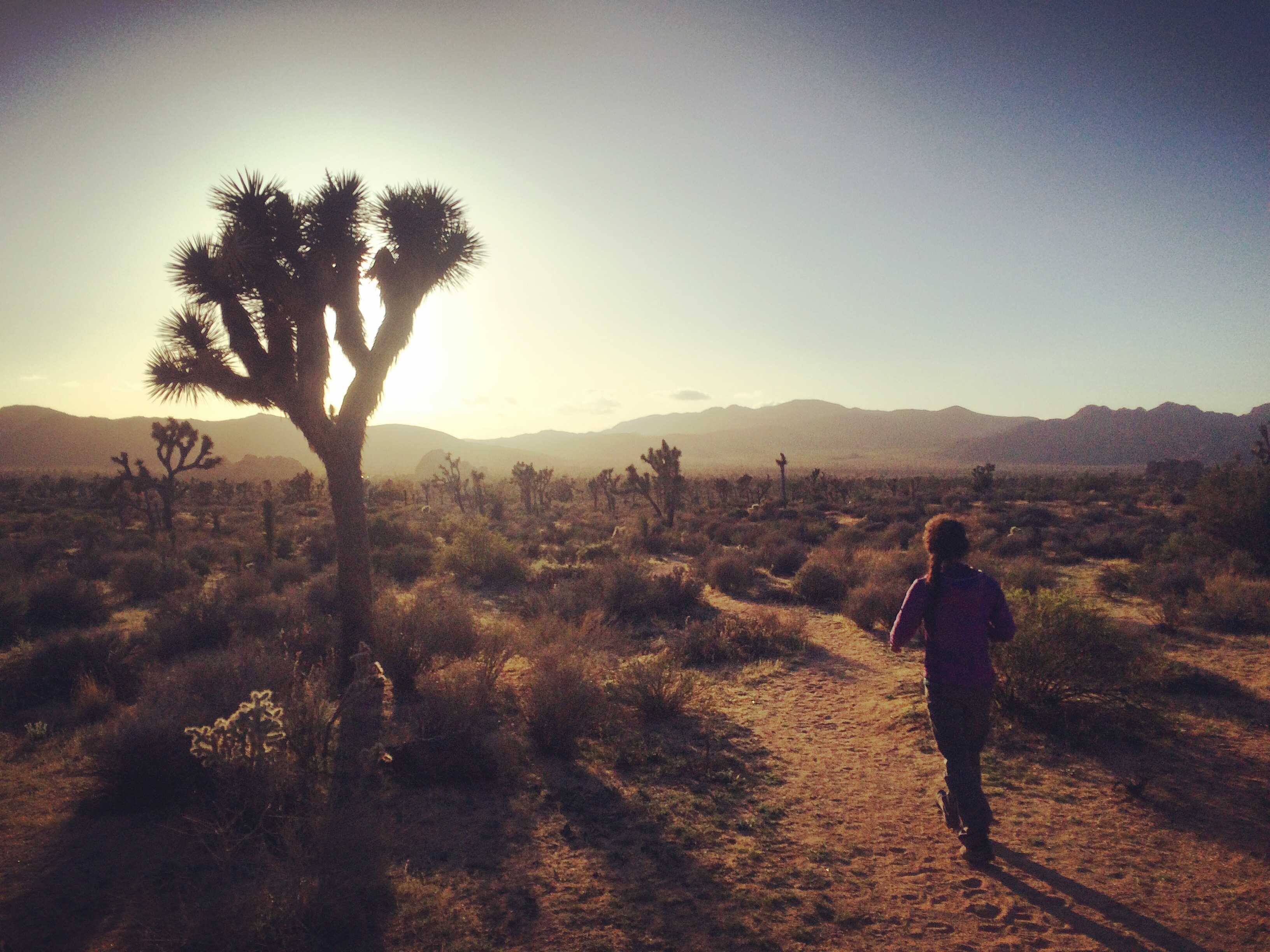 Joshua Tree Sunset